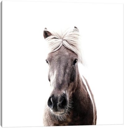 Iceland Horse Lucy I Square Canvas Art Print - Monika Strigel