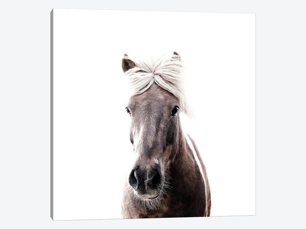 Iceland Horse Lucy I Square by Monika Strigel 1-piece Canvas Print