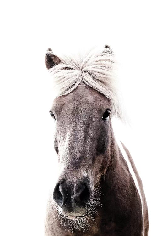 Iceland Horse Lucy I