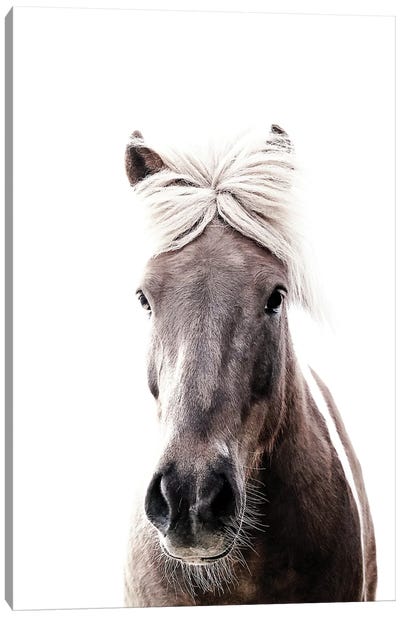 Iceland Horse Lucy I Canvas Art Print - Monika Strigel