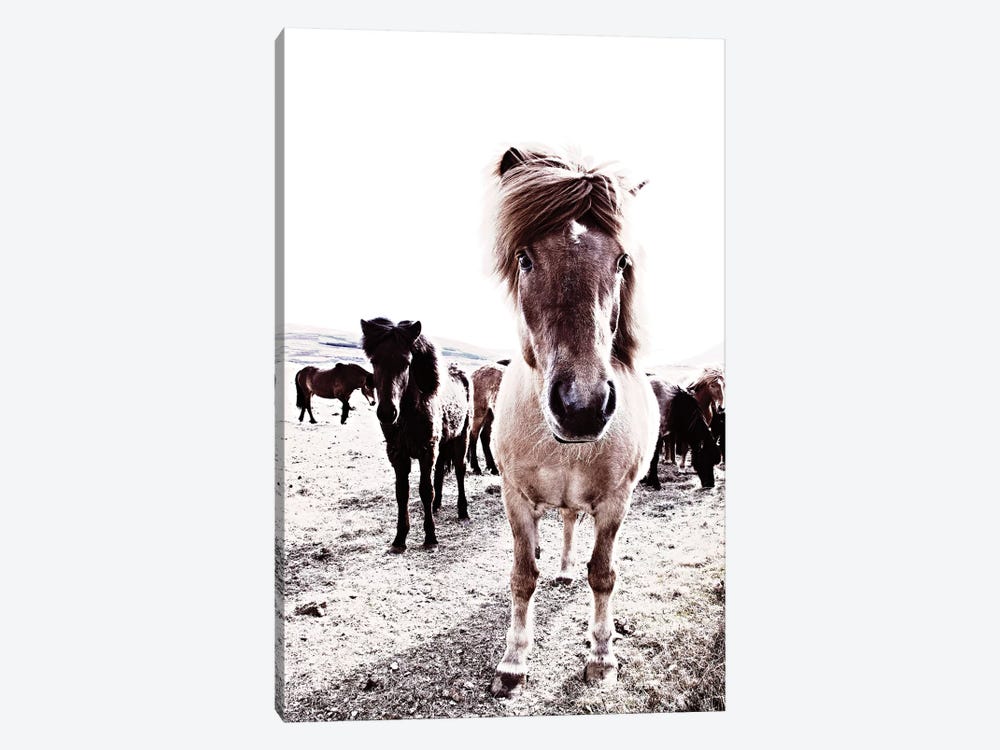 Iceland Horse Rikka by Monika Strigel 1-piece Canvas Print