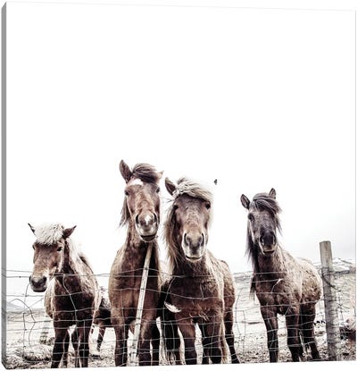 Iceland Horses Faxi And Fifi Square Canvas Art Print - Monika Strigel