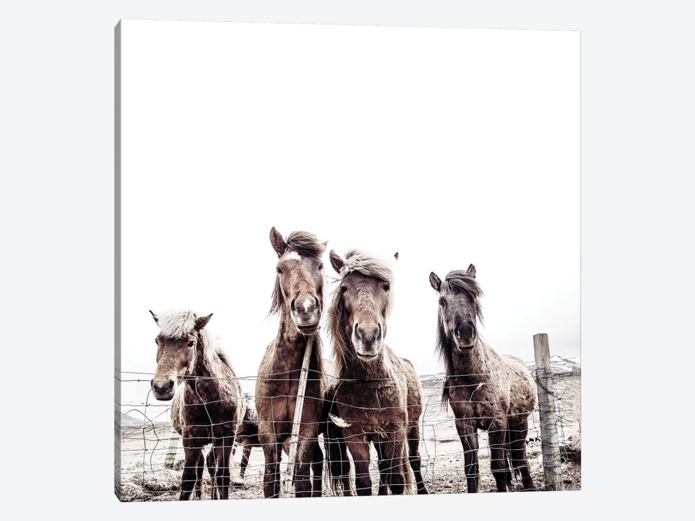Iceland Horses Faxi And Fifi Square by Monika Strigel 1-piece Canvas Art