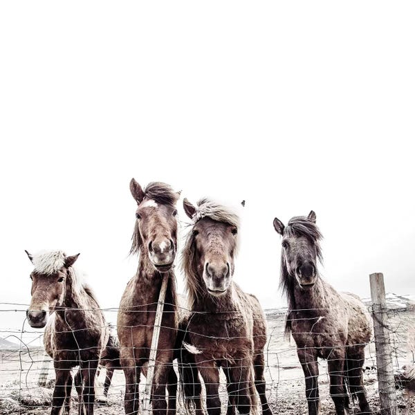 Modern Farmhouse Living Room: Iceland Horses Faxi And Fifi Square by Monika Strigel