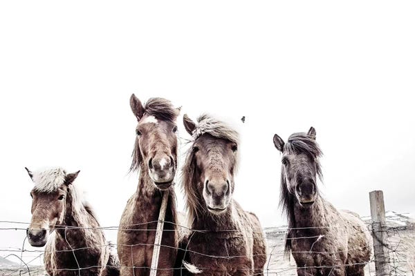 Modern Farmhouse Décor: Iceland Horses Faxi And Fifi by Monika Strigel