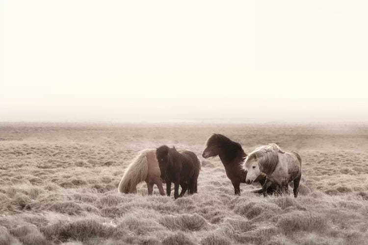 Iceland Wild Horses I