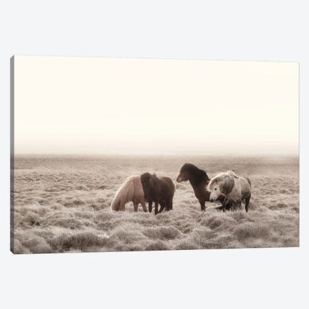 Iceland Wild Horses I Canvas Print #GEL197} by Monika Strigel Canvas Wall Art