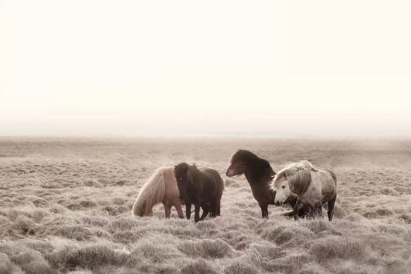 Iceland: Iceland Wild Horses I by Monika Strigel