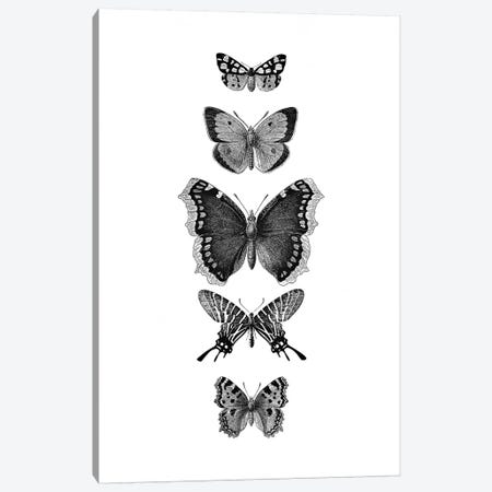 Inked Butterflies Canvas Print #GEL198} by Monika Strigel Canvas Print