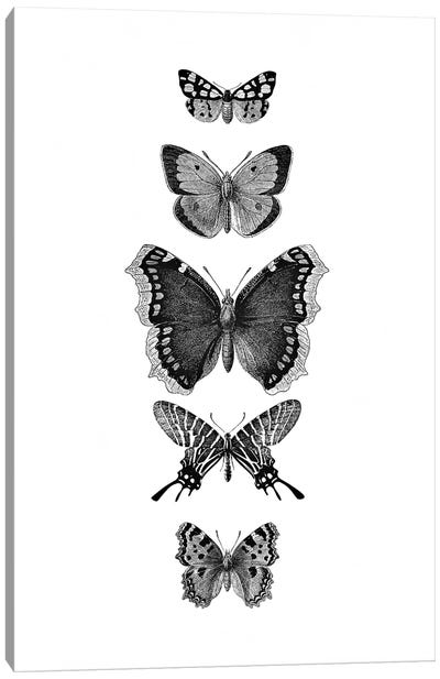 Inked Butterflies Canvas Art Print - Monika Strigel