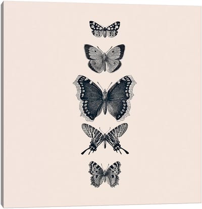 Inked Butterflies Beige Square Canvas Art Print - Monika Strigel