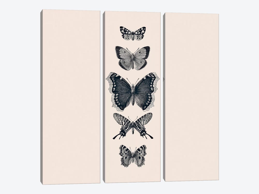 Inked Butterflies Beige Square by Monika Strigel 3-piece Canvas Wall Art