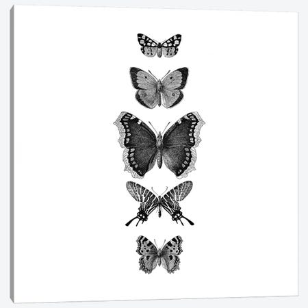 Inked Butterflies Black And White Square Canvas Print #GEL201} by Monika Strigel Art Print