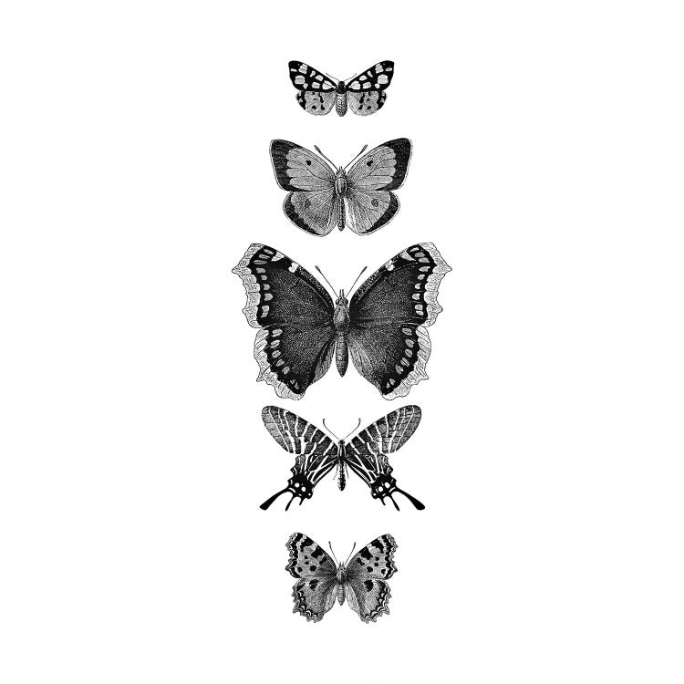 Inked Butterflies Black And White Square