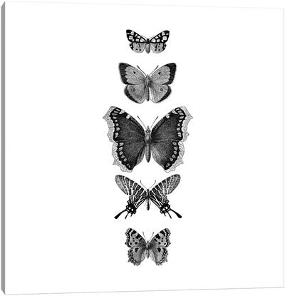 Inked Butterflies Black And White Square Canvas Art Print - Monika Strigel