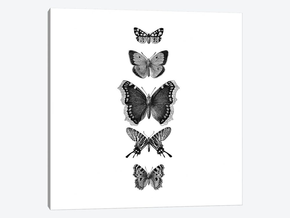 Inked Butterflies Black And White Square by Monika Strigel 1-piece Canvas Art Print