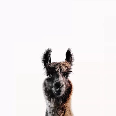 Lama George Square by Monika Strigel framed canvas print