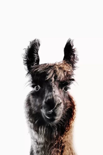 Llamas: Lama George by Monika Strigel