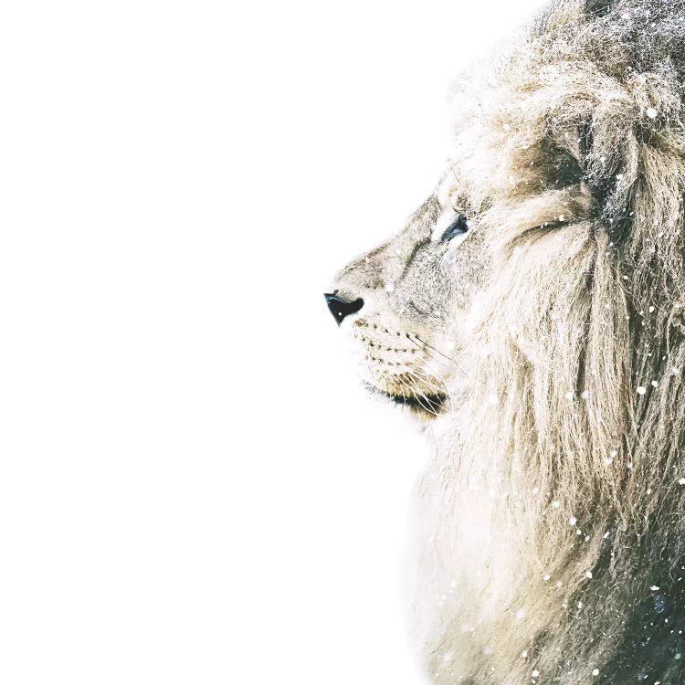 Lion In Snow Square