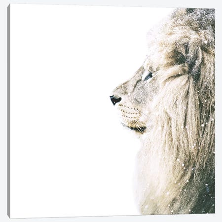 Lion In Snow Square Canvas Print #GEL205} by Monika Strigel Canvas Artwork
