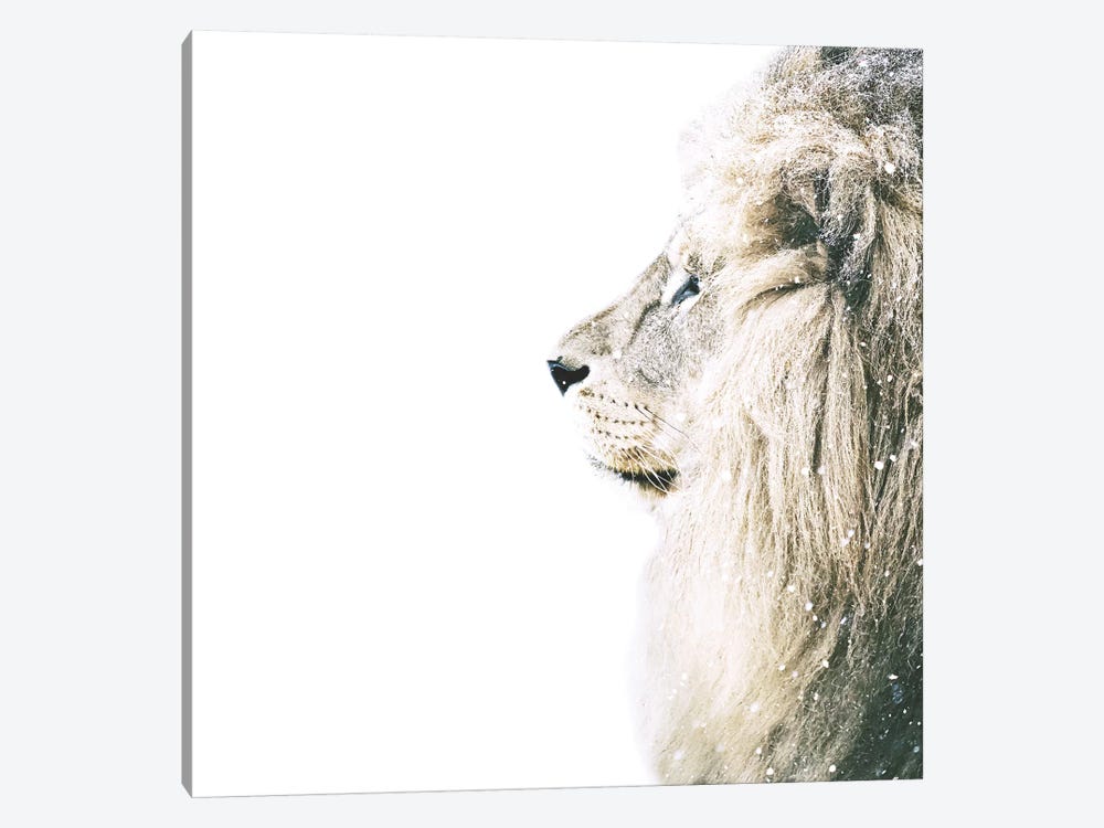 Lion In Snow Square by Monika Strigel 1-piece Canvas Art Print