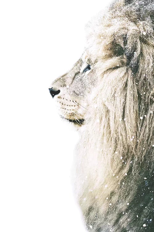 Lion In Snow