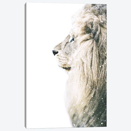 Lion In Snow Canvas Print #GEL206} by Monika Strigel Canvas Art