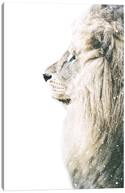 Lion In Snow Canvas Art Print - Monika Strigel