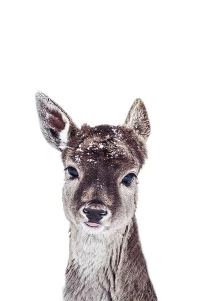Little Fawn Fiona by Monika Strigel framed canvas print