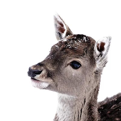 Little Fawn Fiona II Square by Monika Strigel framed canvas print