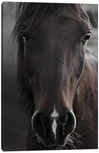 Dark Horse Canvas Art Print - Farm Animal Art
