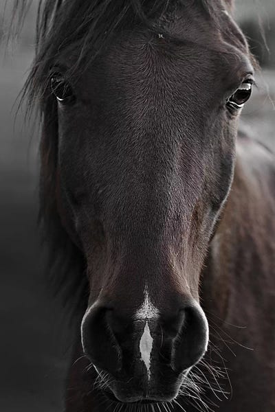 Macro Photography: Dark Horse by Monika Strigel
