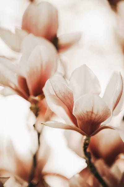 Magnolias: Magnolia Peach I by Monika Strigel