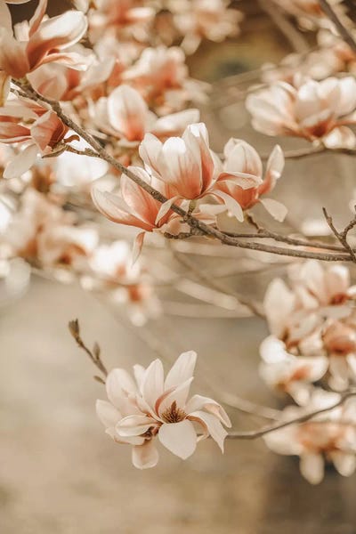 Magnolias: Magnolia Peach II by Monika Strigel