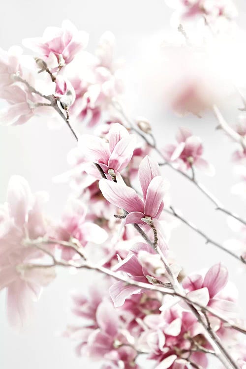 Magnolia Pink White