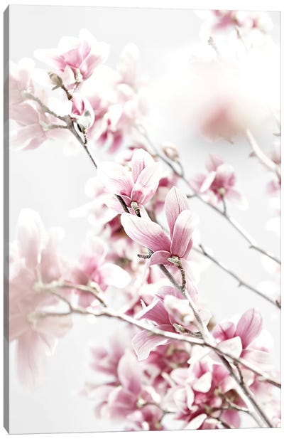 Magnolia Pink White Canvas Art Print - Monika Strigel