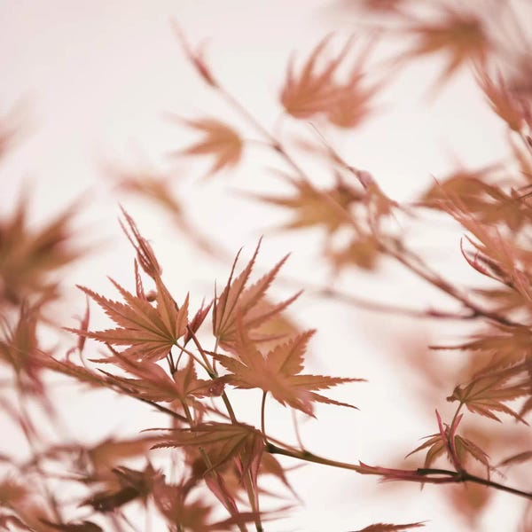 Tree Close-Ups: Maple Leaves I Square by Monika Strigel