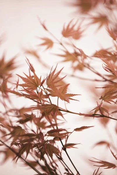 Maple Leaves I by Monika Strigel framed canvas print