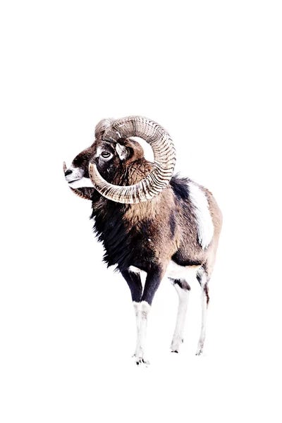 Mouflon Ram White by Monika Strigel framed canvas print