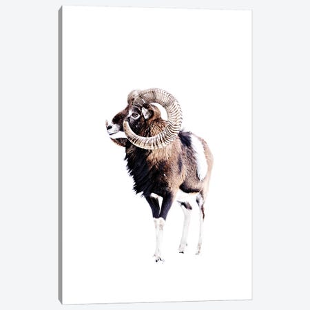 Mouflon Ram White Canvas Print #GEL217} by Monika Strigel Canvas Print
