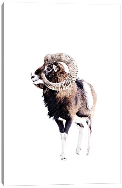 Mouflon Ram White Canvas Art Print - Sheep Art