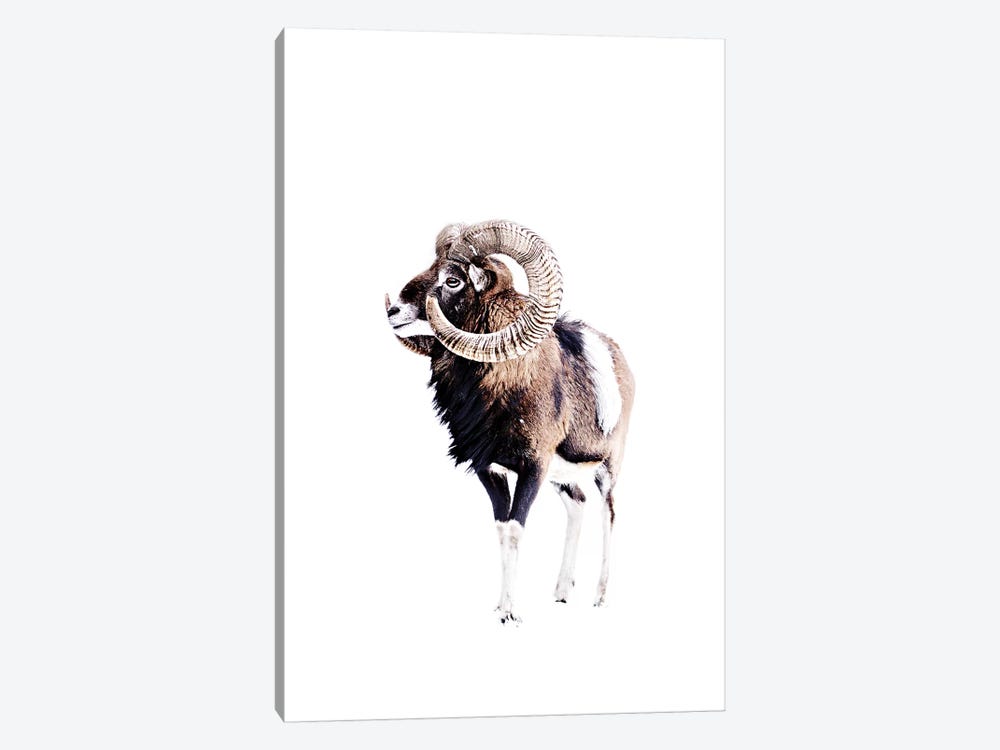 Mouflon Ram White 1-piece Canvas Art