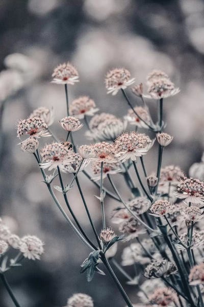 Mystic Garden Blue IIA by Monika Strigel framed canvas print