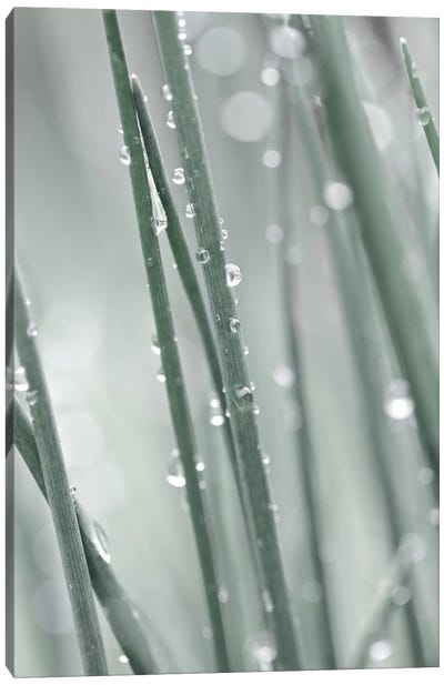 Pale Grass Canvas Art Print - Abstracts in Nature