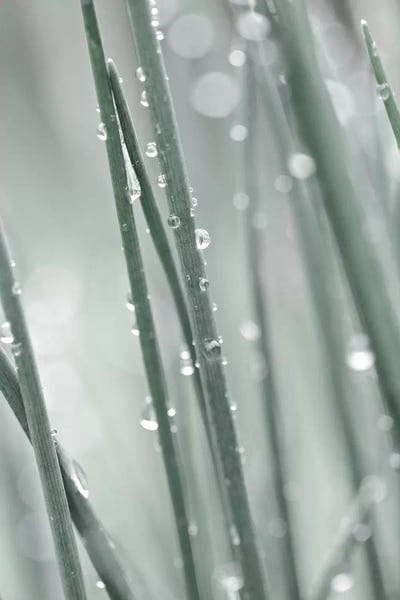 Abstracts In Nature: Pale Grass by Monika Strigel