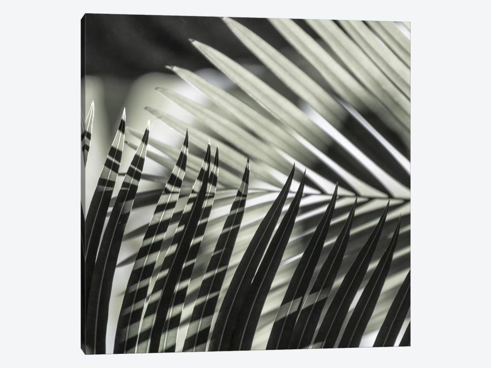 Palmleaves Shades Green Square by Monika Strigel 1-piece Canvas Print
