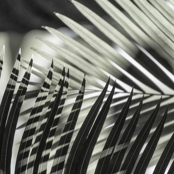 Tree Close-Ups: Palmleaves Shades Green Square by Monika Strigel