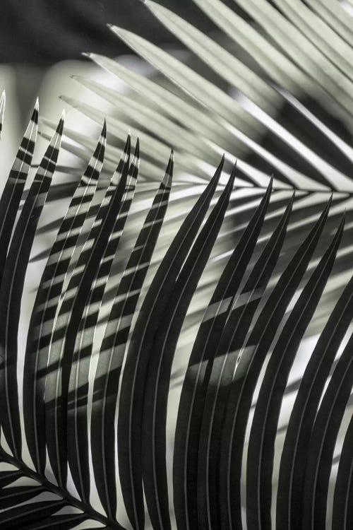 Palmleaves Shades Green by Monika Strigel wall art