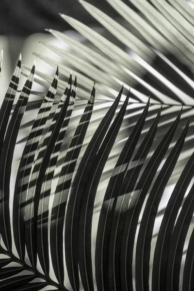 Tree Close-Ups: Palmleaves Shades Green by Monika Strigel