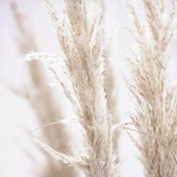 Zen Bedroom: Pampas Reed I Square by Monika Strigel